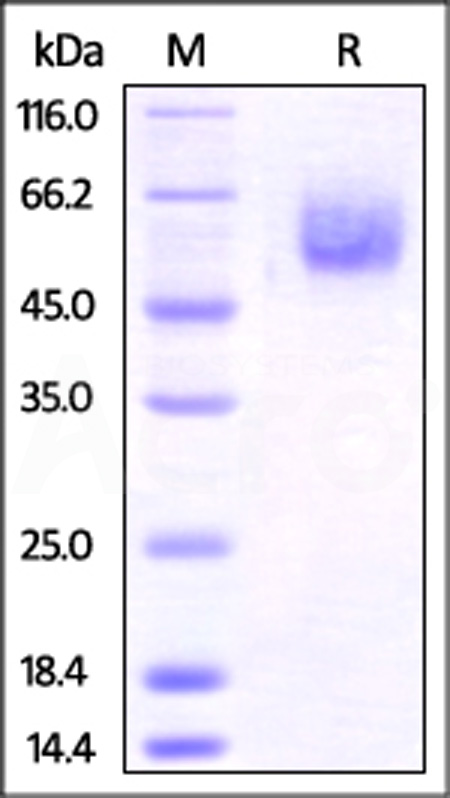 BTA-M5253-sds