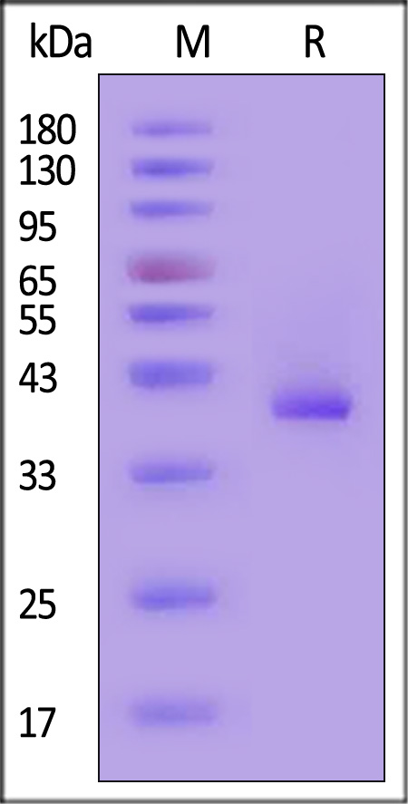 CC5-H5251-sds