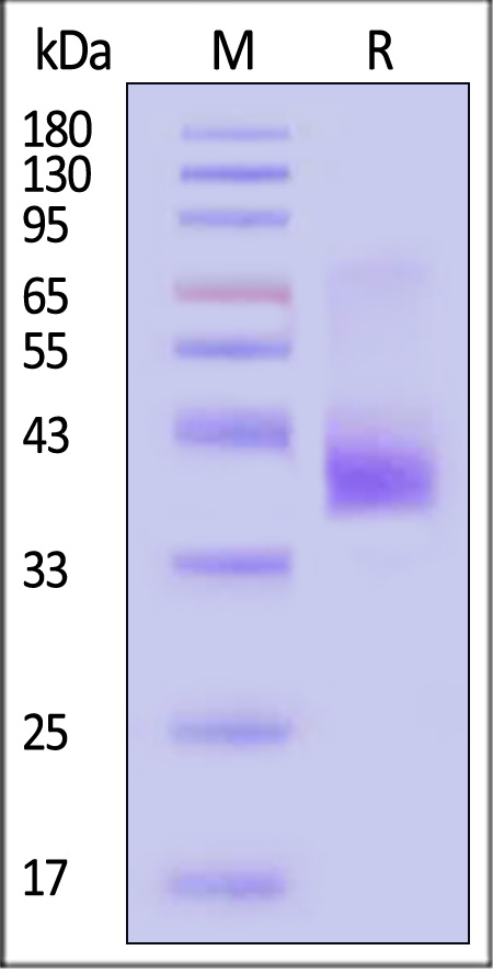 CCR5 SDS-PAGE