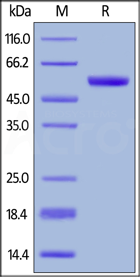 CD40 SDS-PAGE