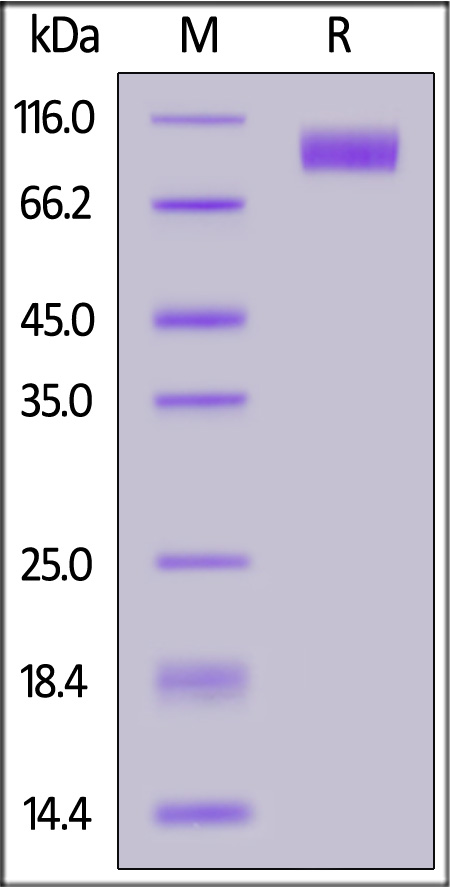 CD30 SDS-PAGE