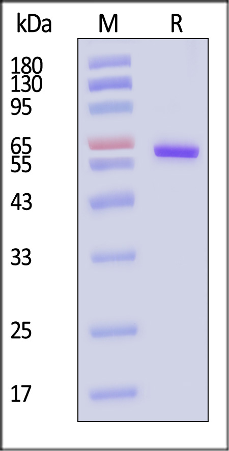 CD73 SDS-PAGE