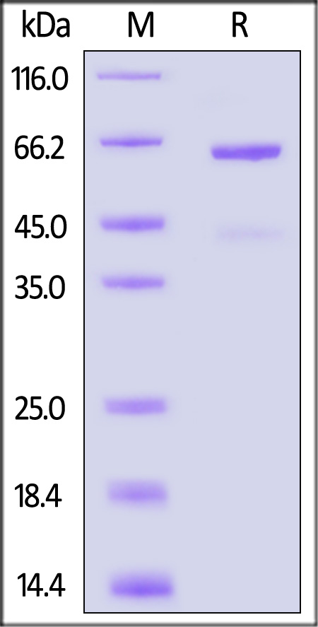 CD73 SDS-PAGE