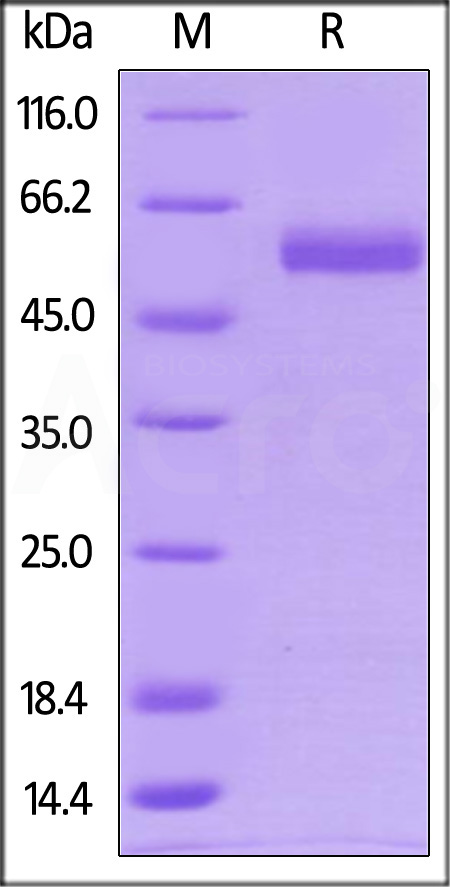 CD4-H82E8-sds