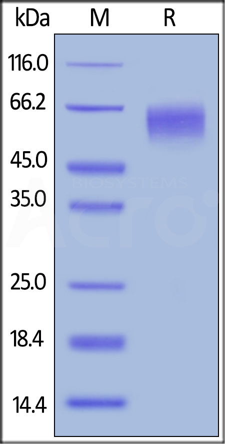 CD5-H82E3-sds