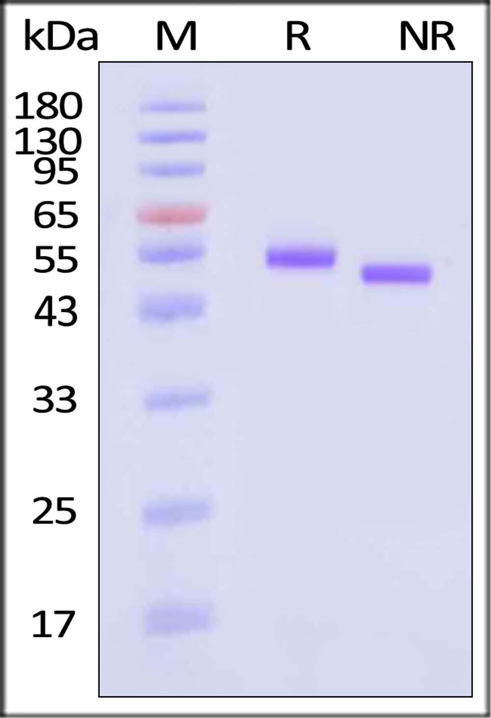 CD5 SDS-PAGE