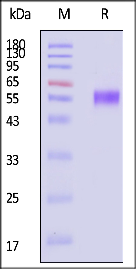 CD5 SDS-PAGE