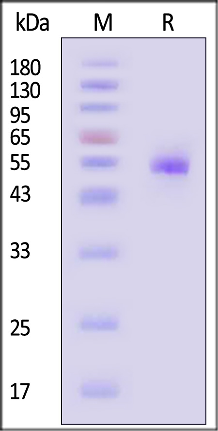 CD5-R52H3-sds