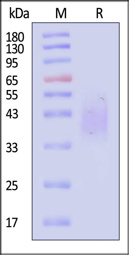 CD47 SDS-PAGE