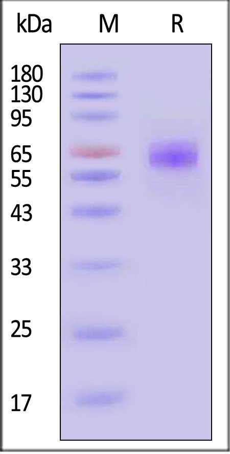 CD47 SDS-PAGE