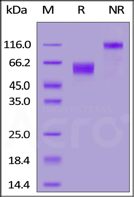 CD7-R5256-sds