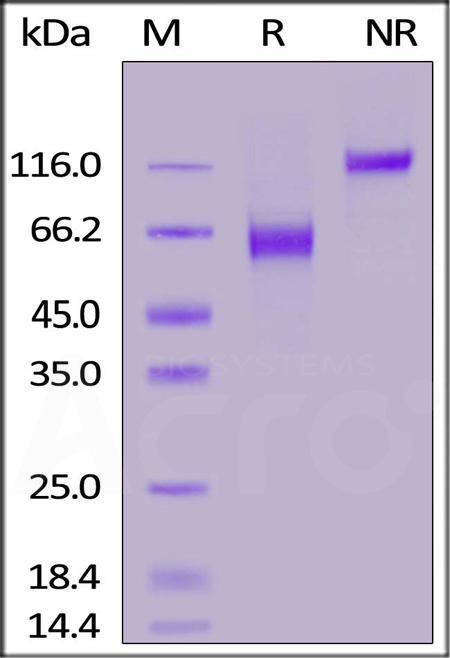 CD28 SDS-PAGE