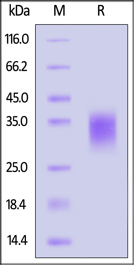 CD28 SDS-PAGE