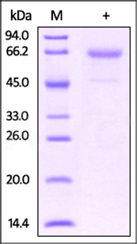 Mouse Glycophorin A, Fc,His Tag (Cat. No. CDA-M526x) SDS-PAGE gel