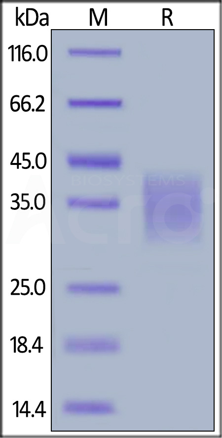 CD30 ligand SDS-PAGE