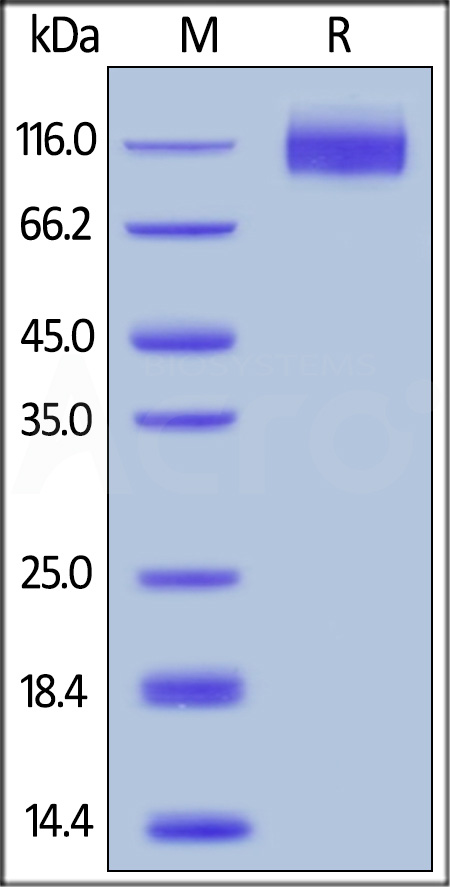 CE5-H5226-sds