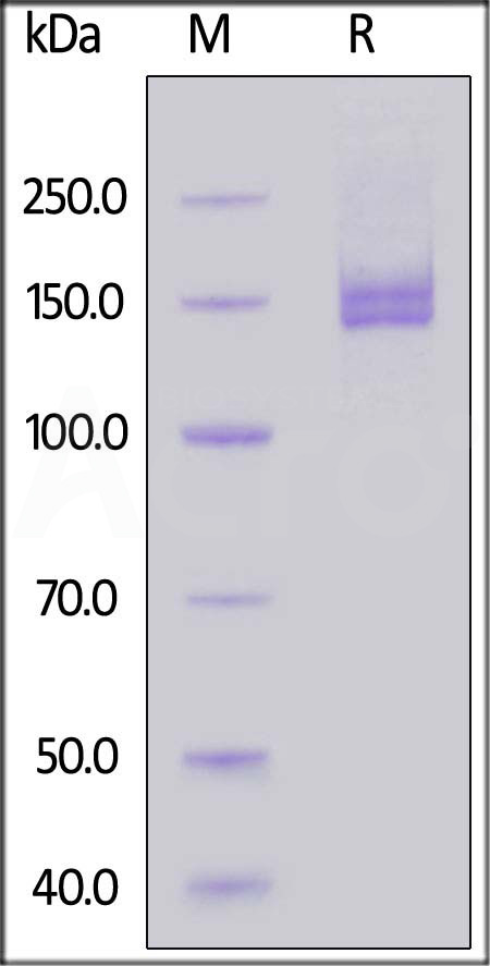 CE5-M5253-sds