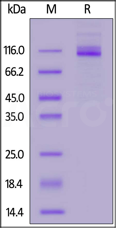 CE5-M52H3-sds