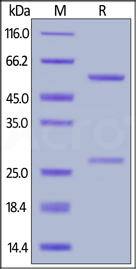 Cetuximab SDS-PAGE