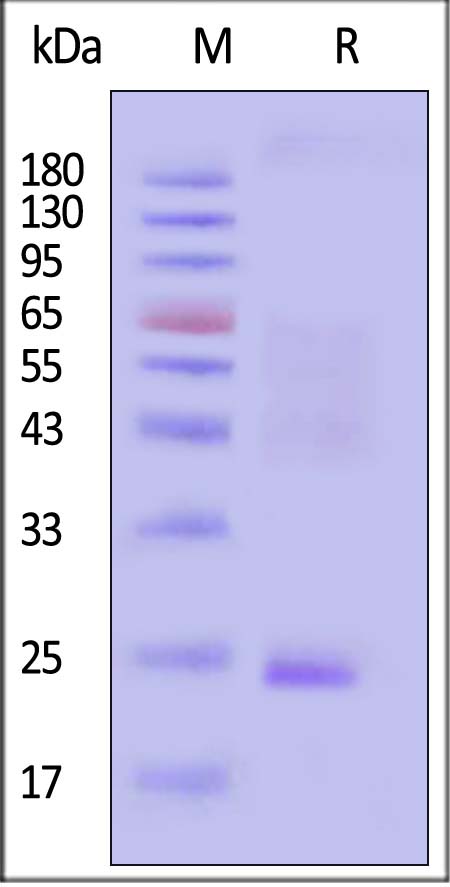 Claudin-9 SDS-PAGE