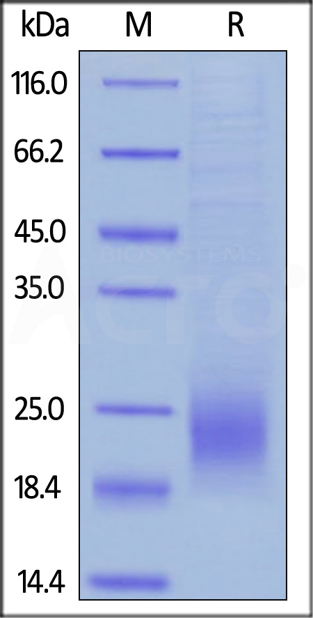 CTLA-4 SDS-PAGE