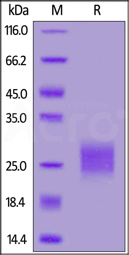 CTLA-4 SDS-PAGE