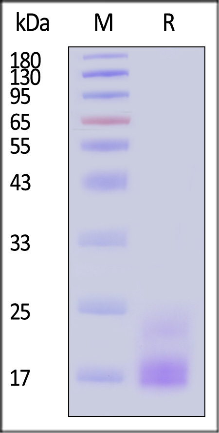 CT8-M5240-sds