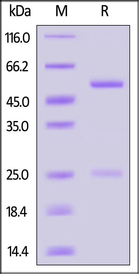 DNP-BLM486-sds