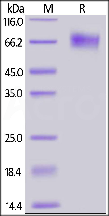 EGFRvIII SDS-PAGE