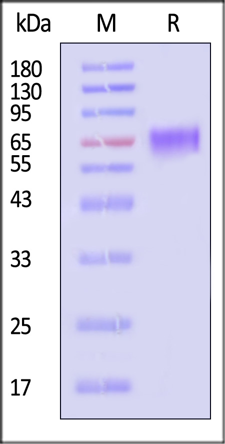 EGFRvIII SDS-PAGE