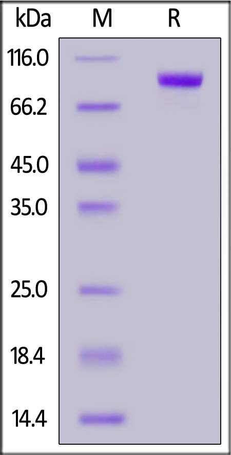 ErbB3 SDS-PAGE