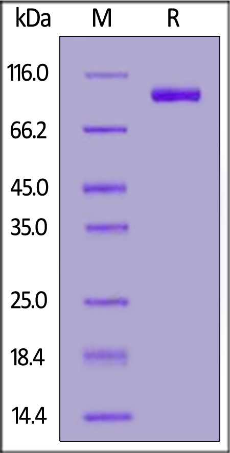 FAP-C52H3-sds