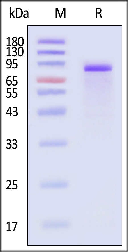 FAP-M52H3-sds