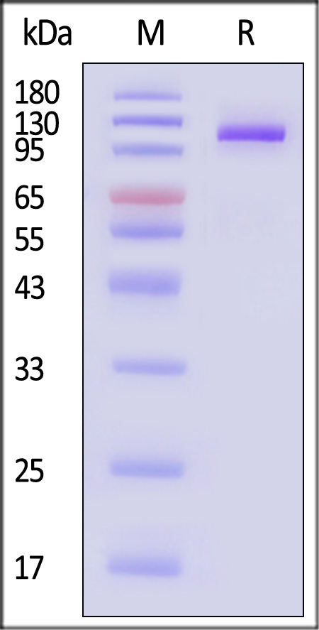 FC5-H52H3-sds