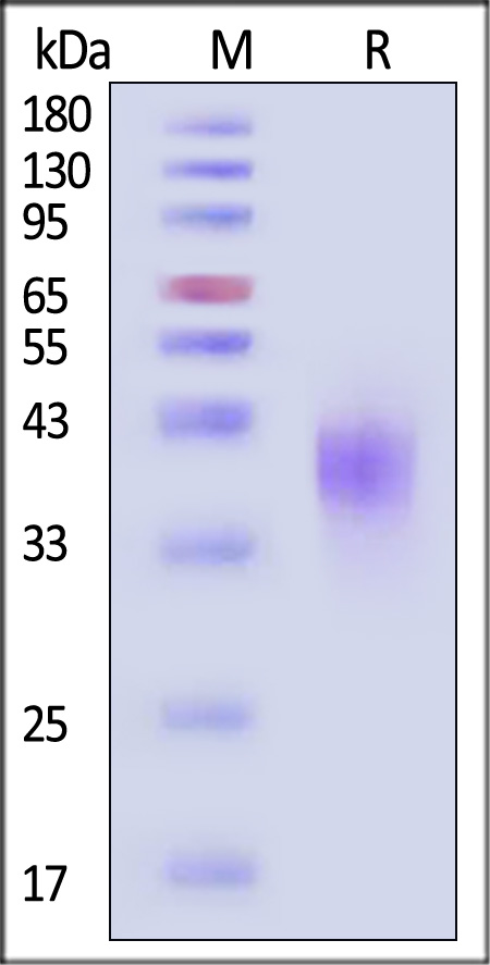 FC6-C52H9-sds