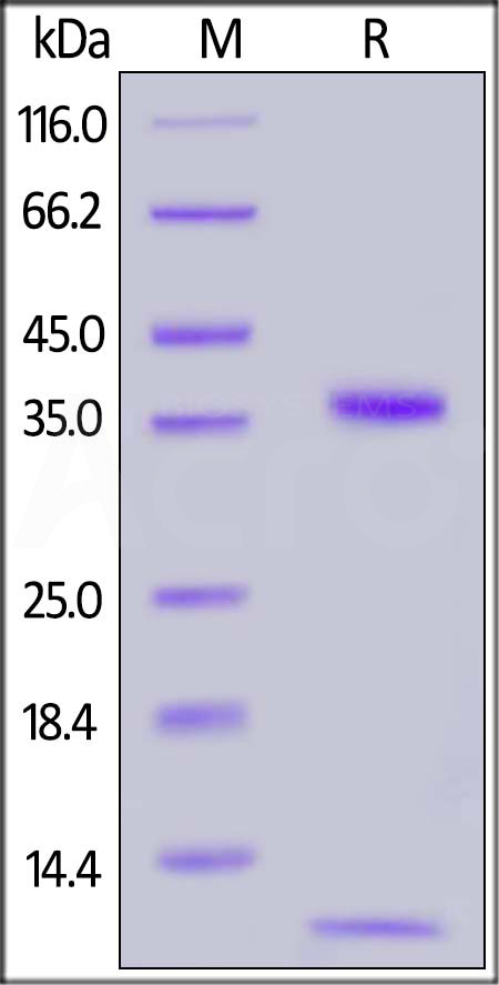 FCM-H82W7-sds