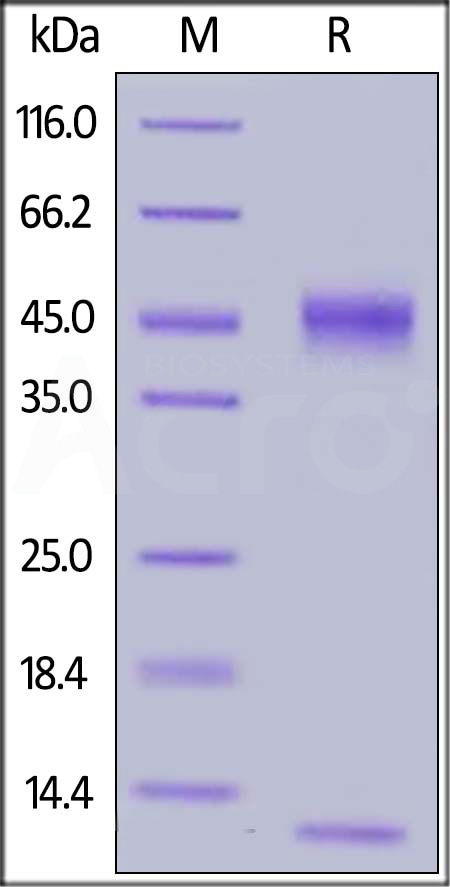 FCM-M52W8-sds