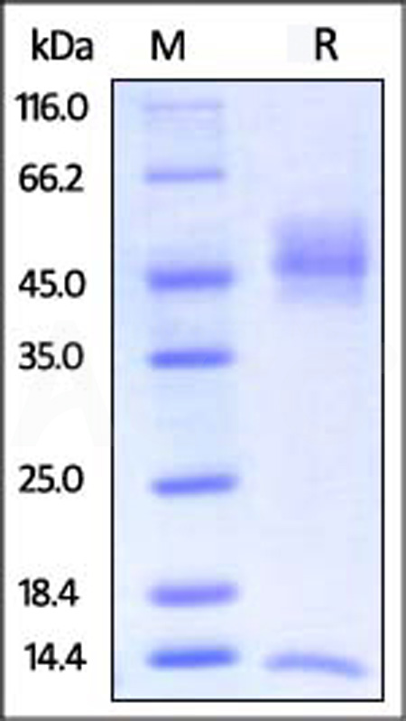 FCM-R82W7-sds