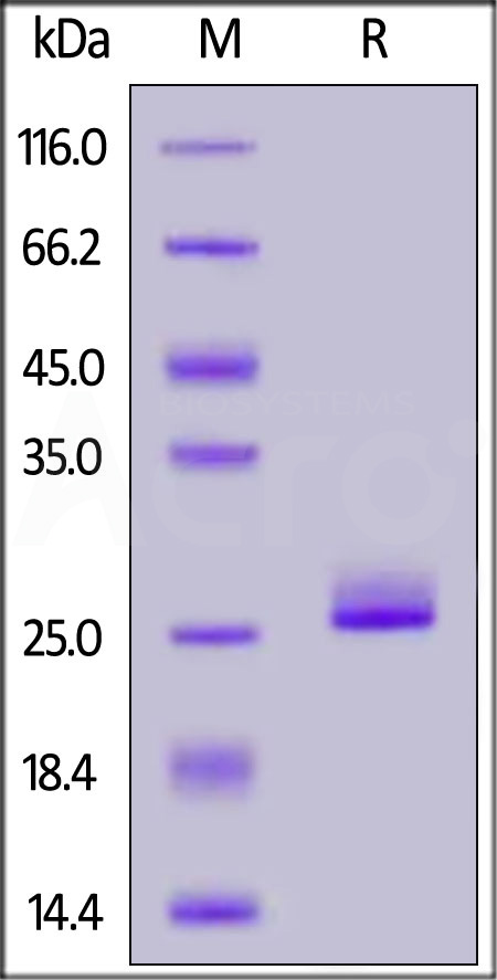 FG1-H5243-sds