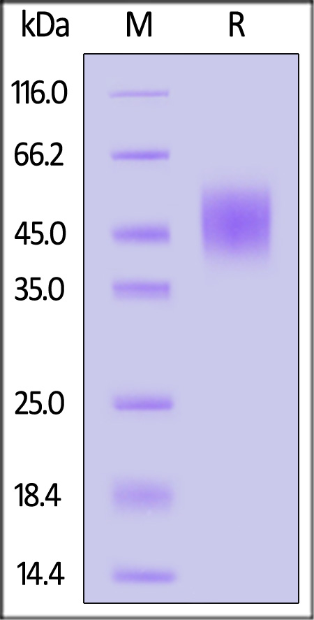 FGB-C52H6-sds