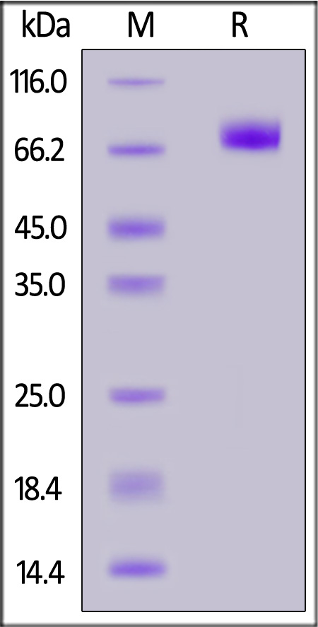 FGF R2 (IIIb) SDS-PAGE