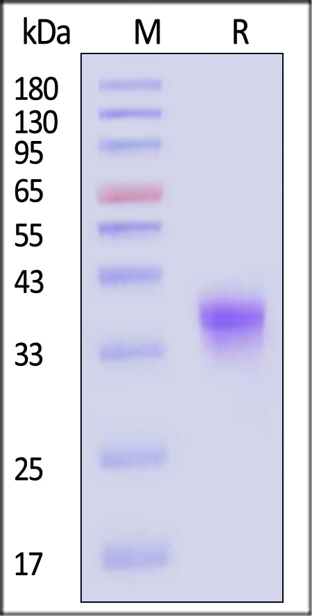 FO1-H52H1-sds