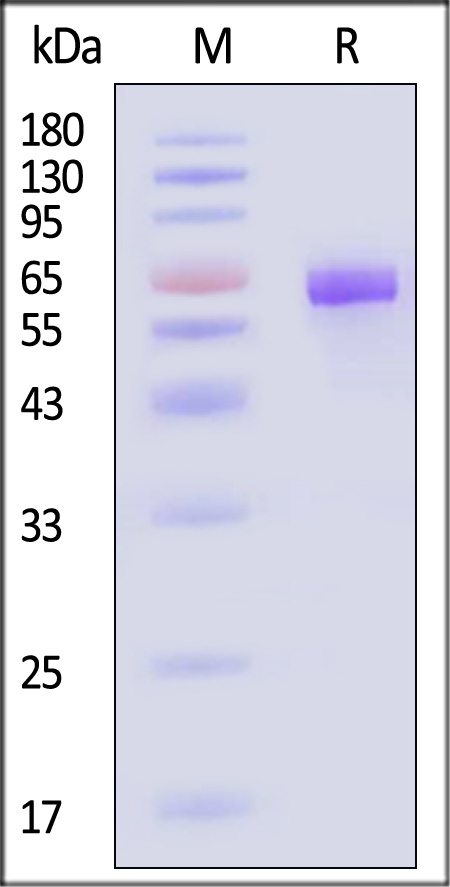 FO1-M5254-sds