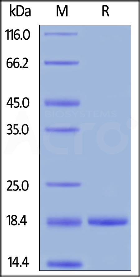 G-CSF SDS-PAGE