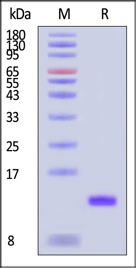 GDF-2 SDS-PAGE