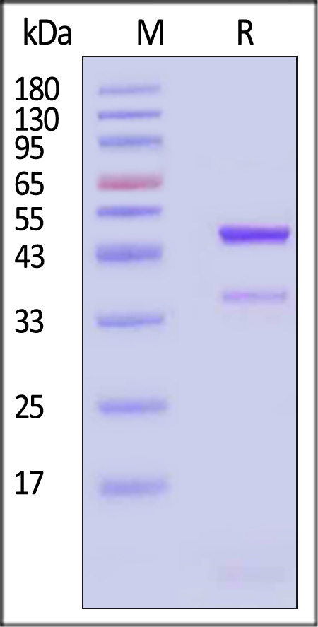 Latent GDF-8 SDS-PAGE