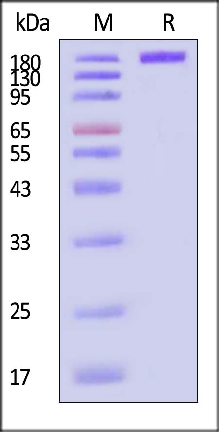 Glycoprotein H&L&O SDS-PAGE