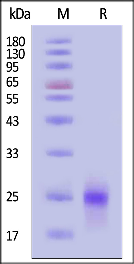 VEGF165 SDS-PAGE