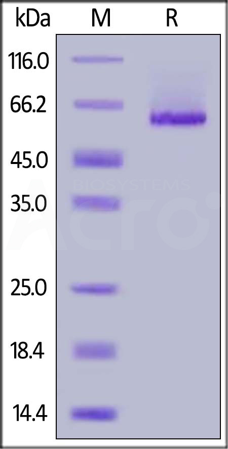 Glypican 1 SDS-PAGE