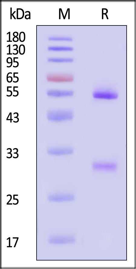 H3L SDS-PAGE